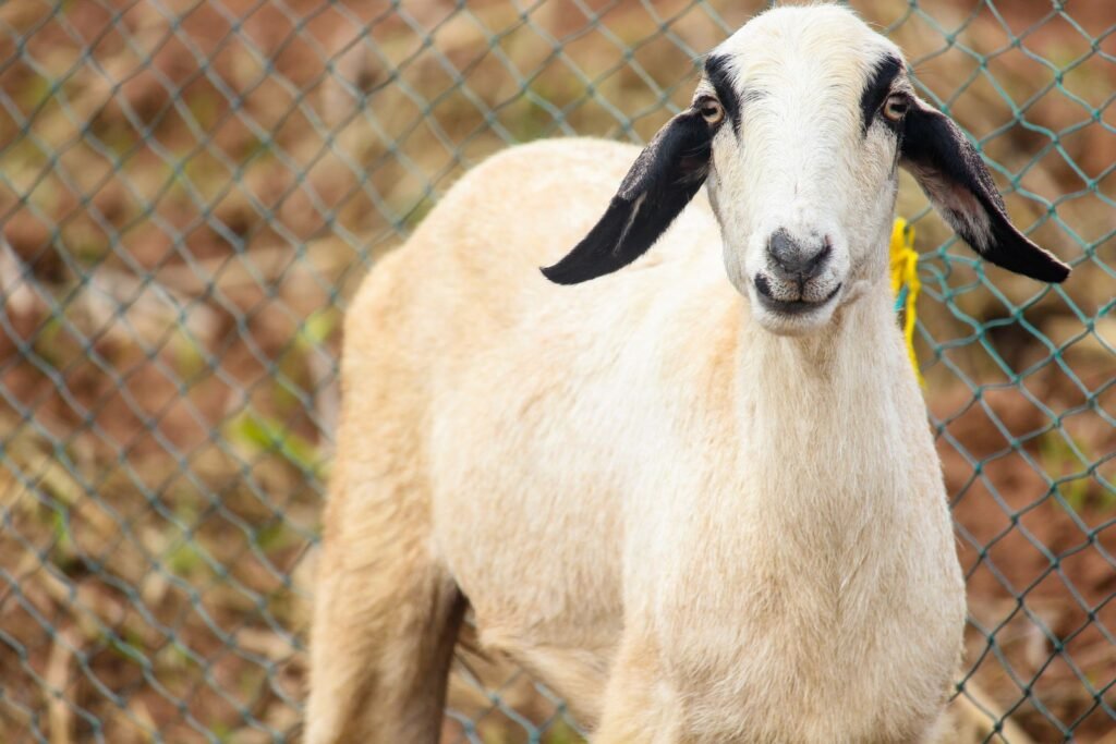 Ear-tagged goat in a pen, ready for a health check before joining the herd