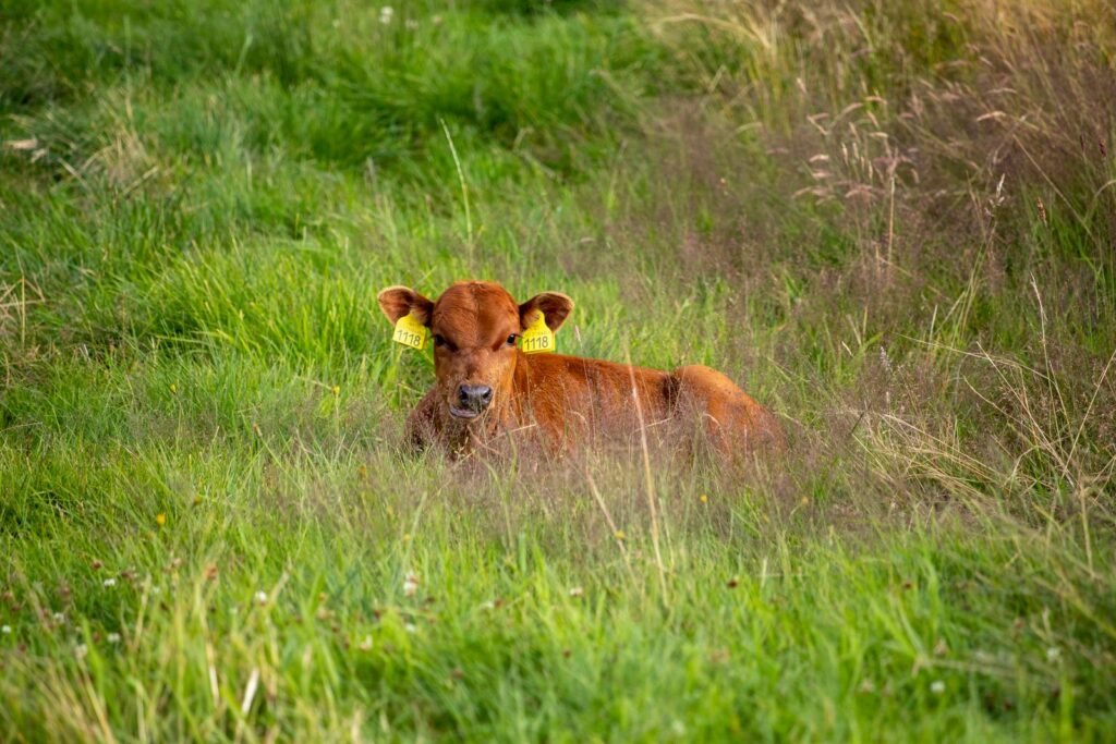 Ear-tagged red calf resting in grass, a sign of good mothering in a Bonsmara-type herd