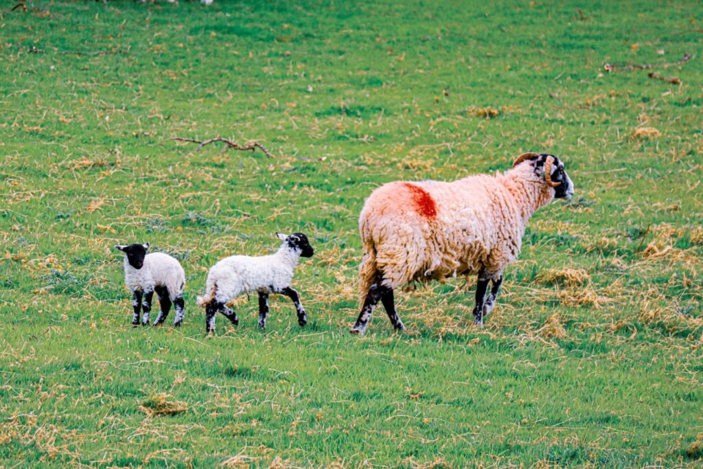 Ewe and her two lambs on green pasture during the breeding season