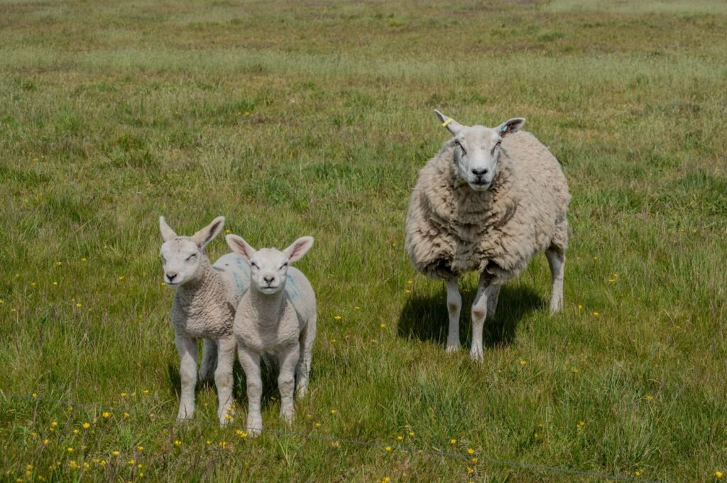 Ewe with twin lambs after lambing season on a sheep farm