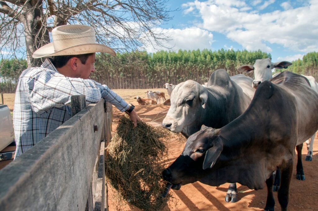 Farmer feeding hay to cattle in a pen during winter feeding