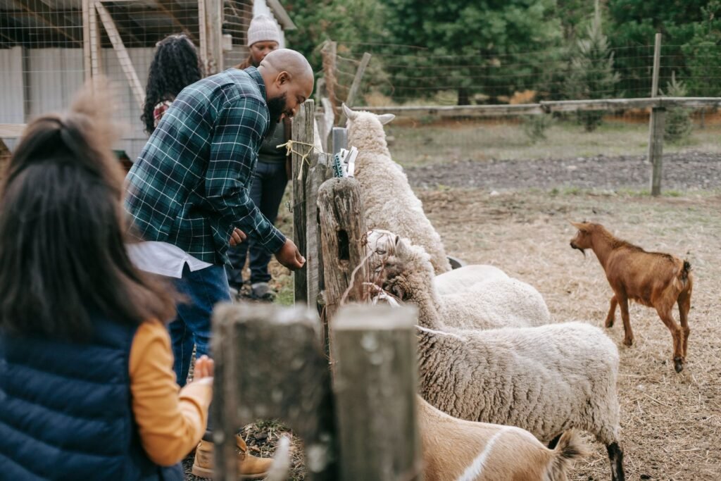 Farmers feeding sheep through a fence, a daily part of feeding sheep in a dry season