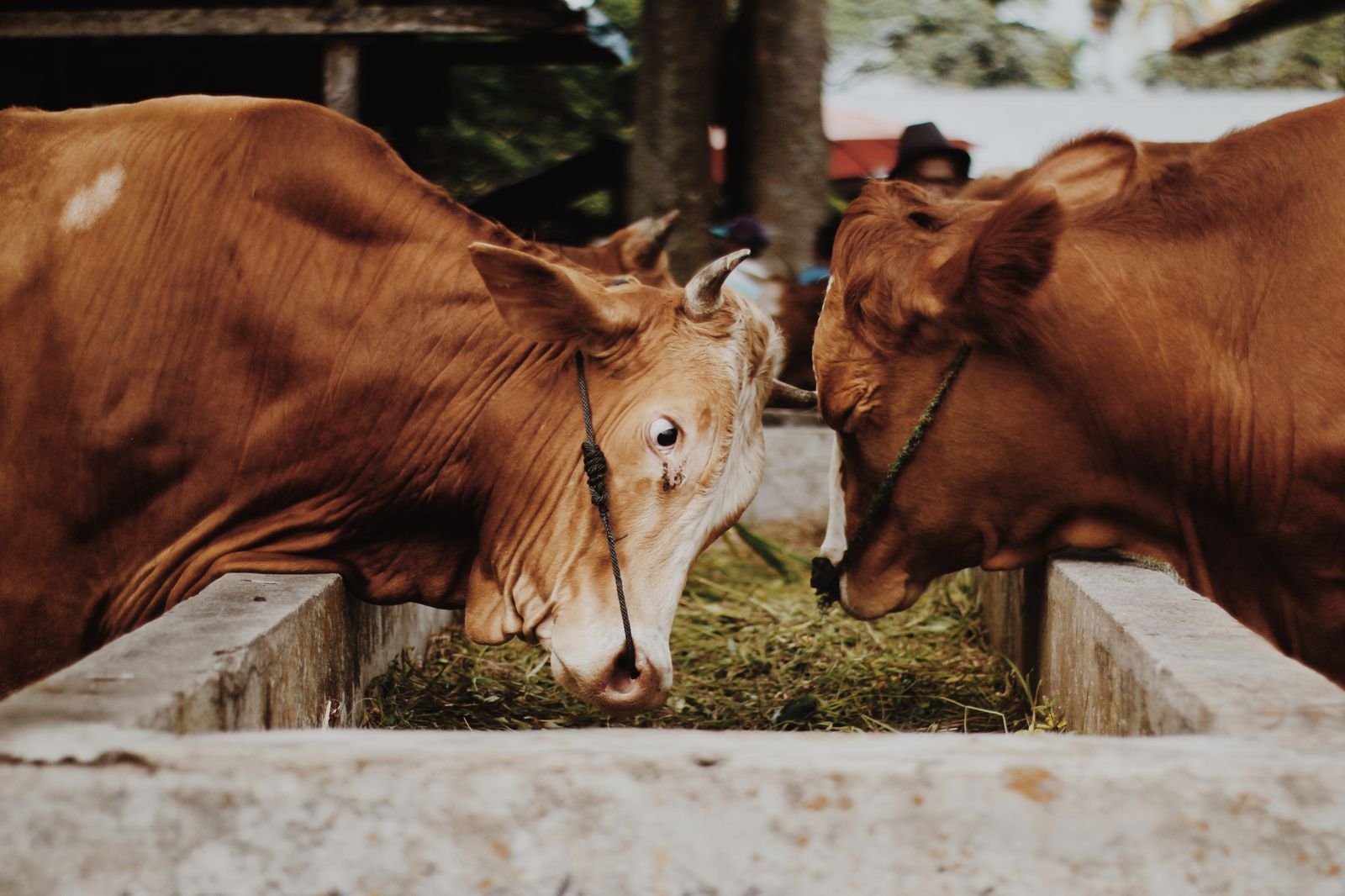 Feeding Cattle in South Africa: A Practical Guide for Every Season