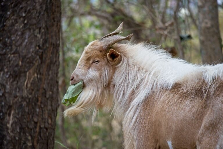 Feeding Goats in South Africa: A Practical Guide for Every Stage