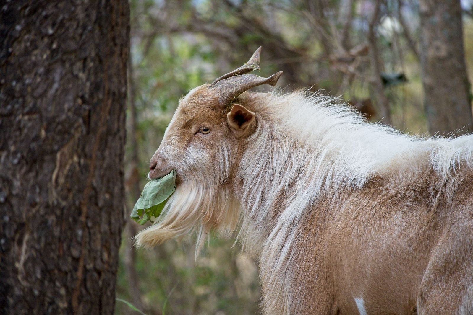 Feeding Goats in South Africa: A Practical Guide for Every Stage