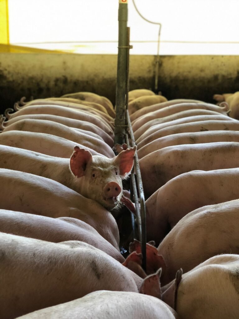 Feeding Pigs: A Stage-by-Stage Guide for South African Farmers