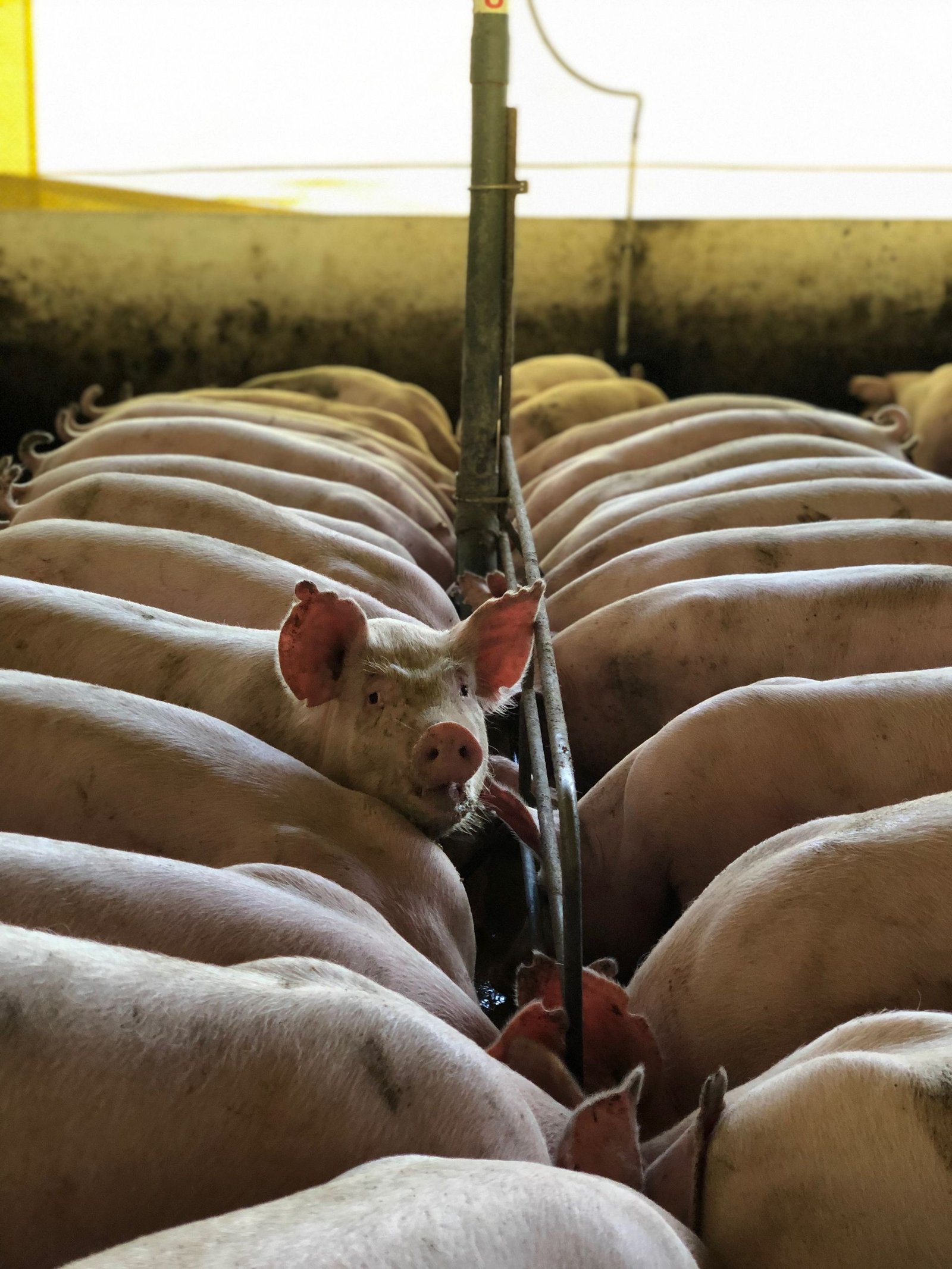Feeding Pigs: A Stage-by-Stage Guide for South African Farmers