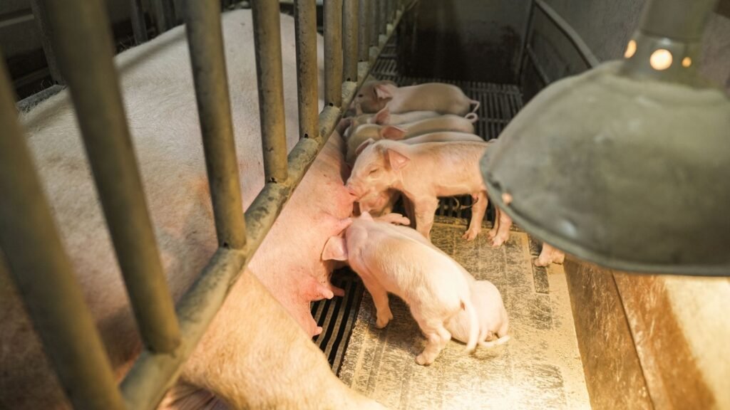 Feeding pigs: young piglets suckling from a sow under a heat lamp in a farrowing pen