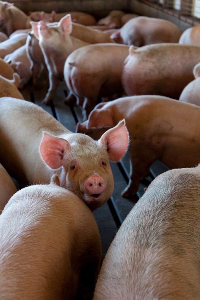 Grower pigs standing together in a clean pen on a pig farm