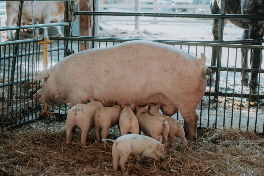 A Large White sow nursing her piglets on straw in a farrowing pen
