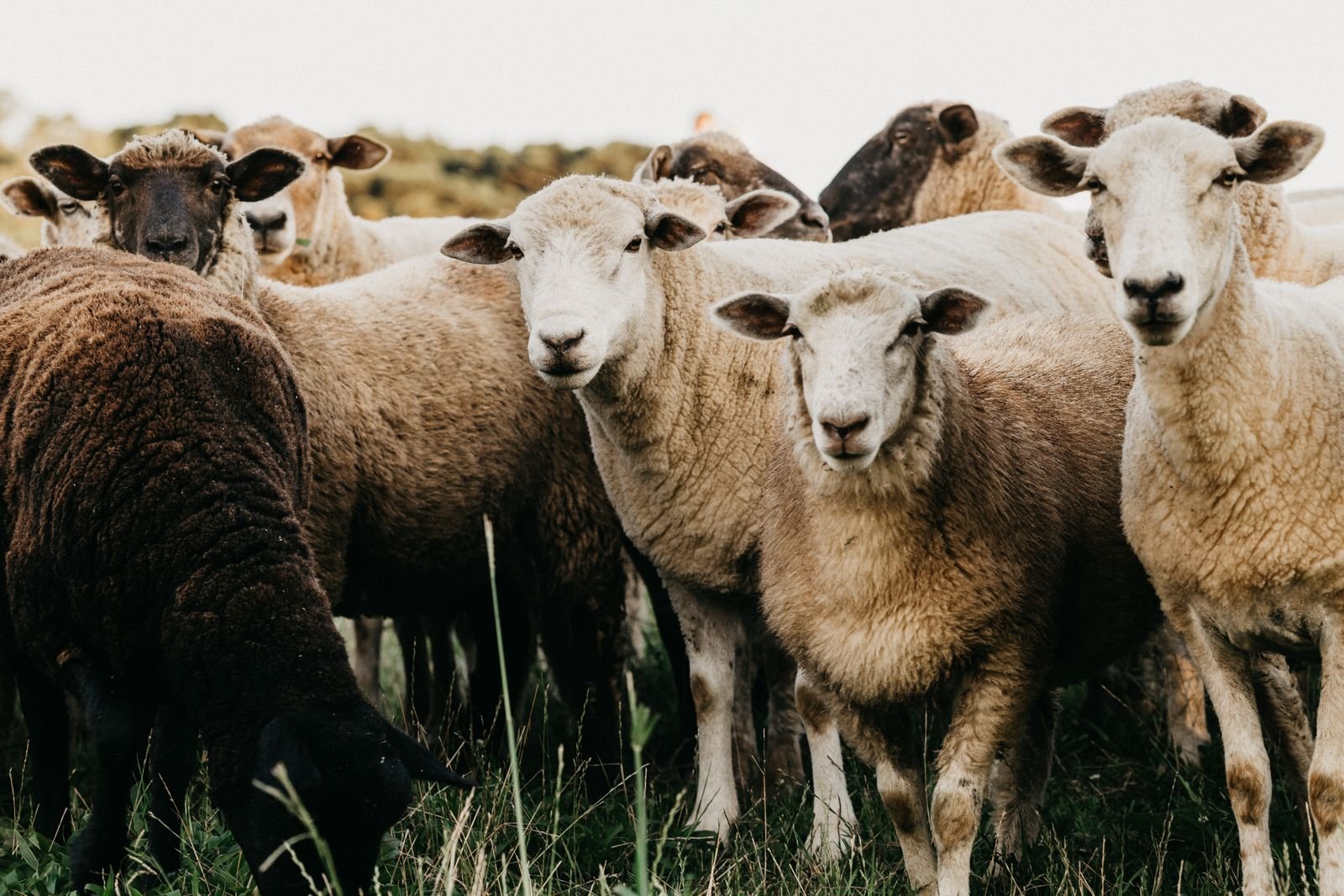 Feeding Sheep in South Africa: A Practical Guide for Every Stage