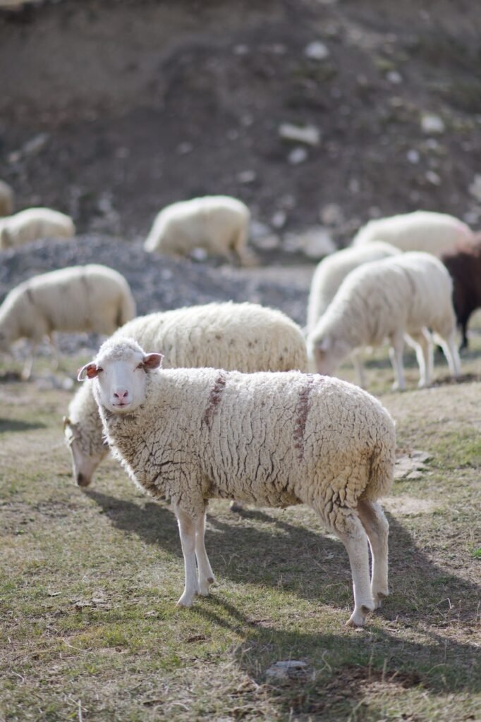Fine-wool ewe walking on dry veld in a Dohne Merino sheep flock