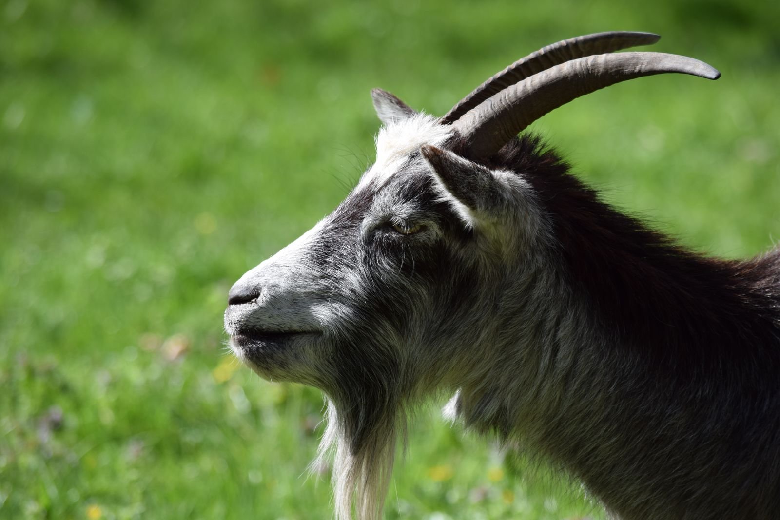 Goat Breeding in South Africa: From Mating to Kidding