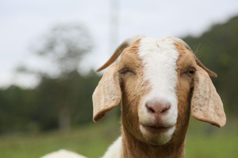 Common Goat Diseases in South Africa: Signs, Prevention and Treatment