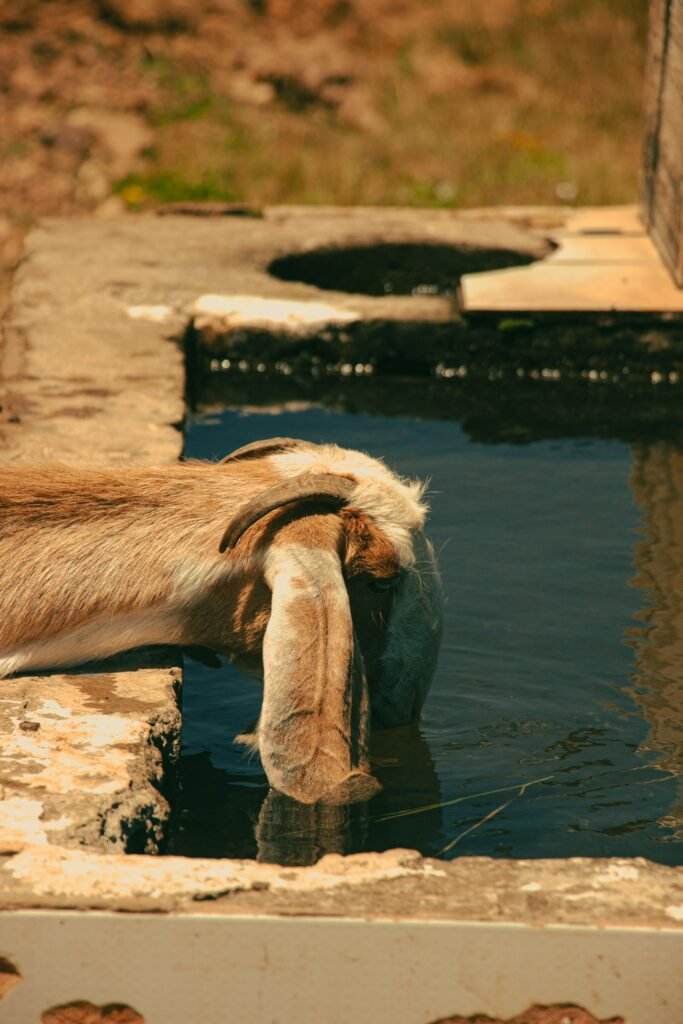 Goat drinking from a water trough, a daily essential when feeding goats