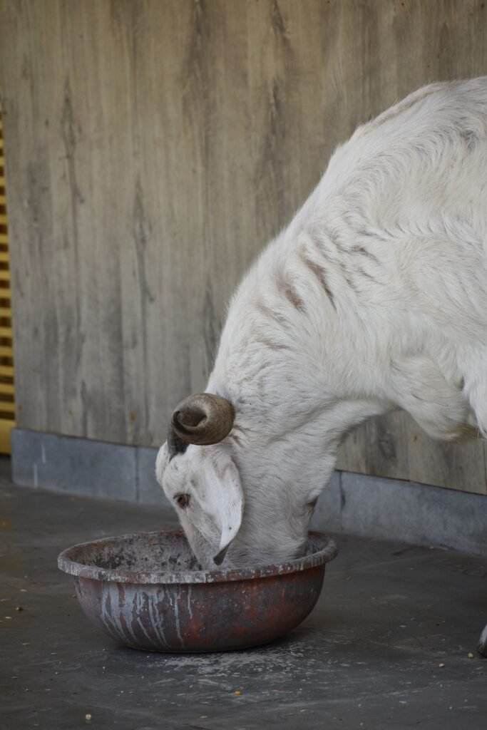 Goat eating from a feed bowl, part of feeding goats a supplement when the veld is poor
