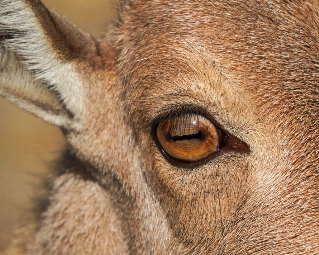 Close-up of a goat's eye, the area farmers check for signs of wireworm and other goat diseases