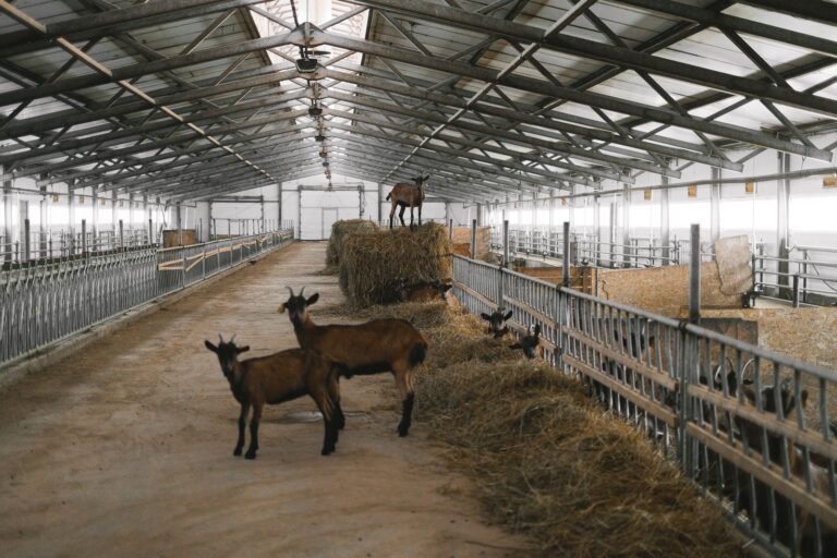Goat Housing in South Africa: How to Build a Shelter That Works