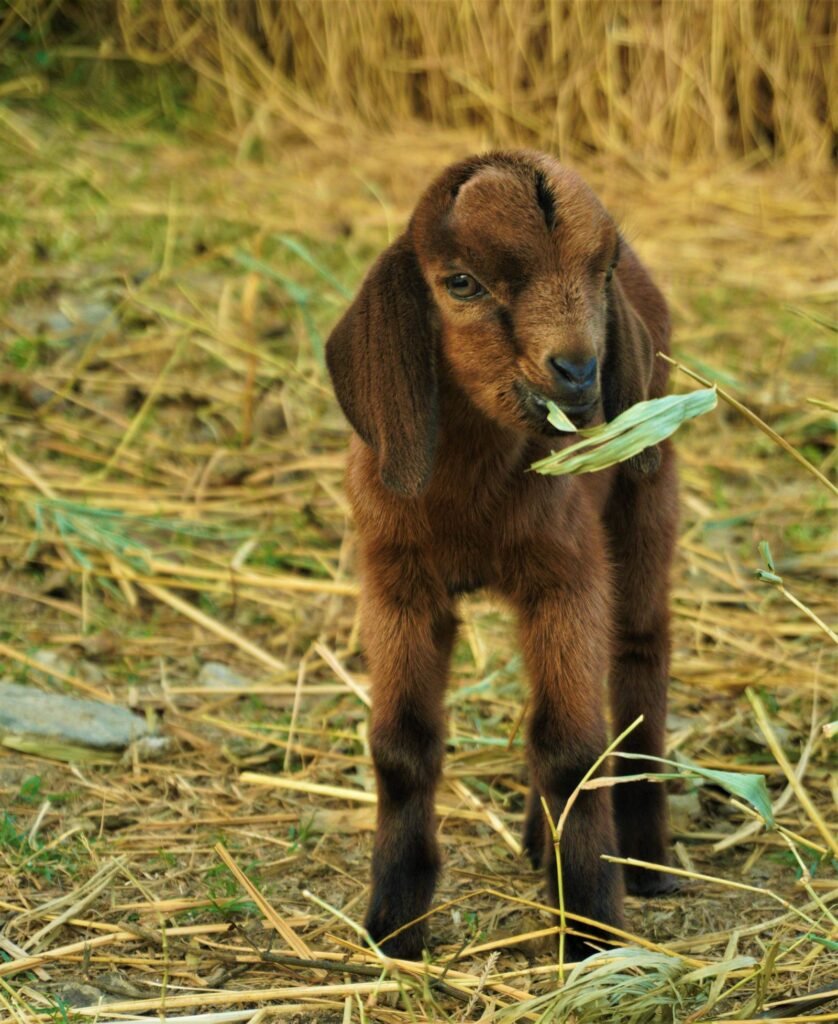 Young goat kid eating grass, the stage when feeding goats for growth pays off most