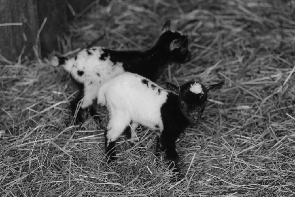 Young goat kids in a straw-bedded barn after kidding