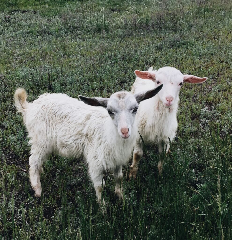 Young goat kids on grass, the age group most at risk from coccidiosis and pneumonia