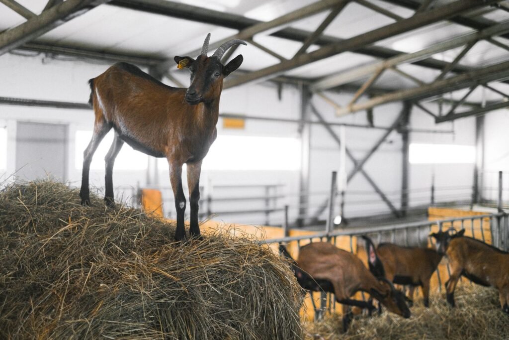Goat standing on hay inside a large goat housing shed