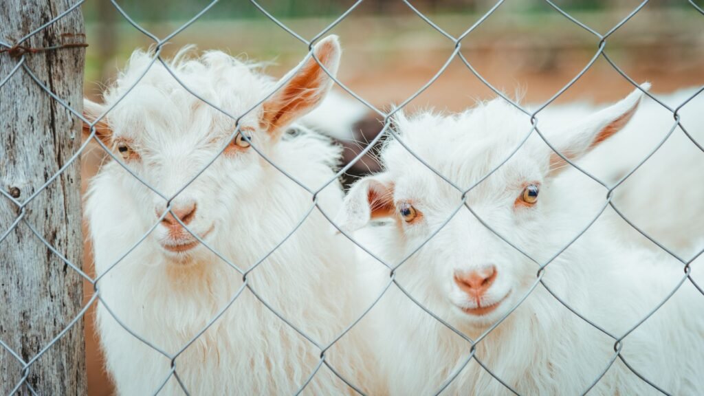 Goats behind a wire mesh fence around their kraal