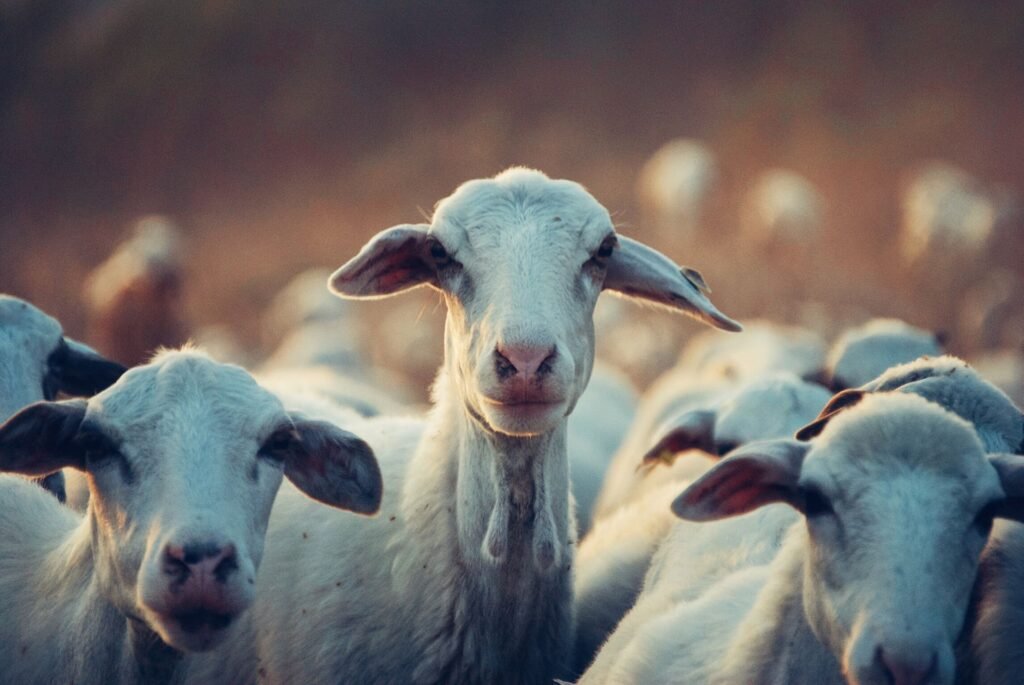 Group of white goats standing close together on a farm