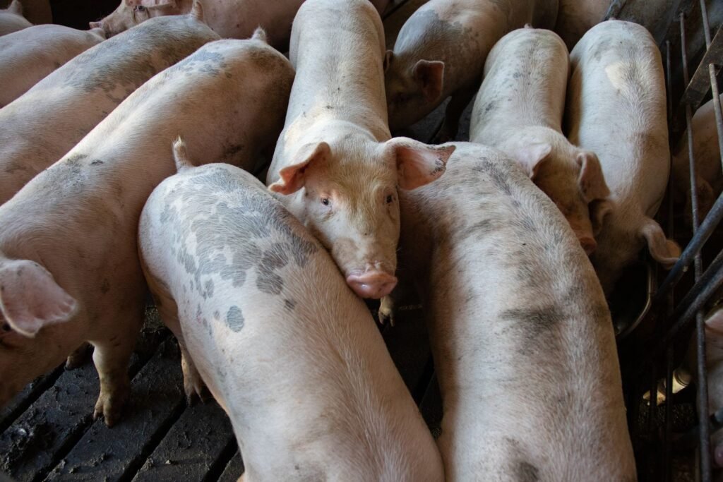 Growing pigs in a crowded pen, where poor ventilation can spread respiratory pig diseases