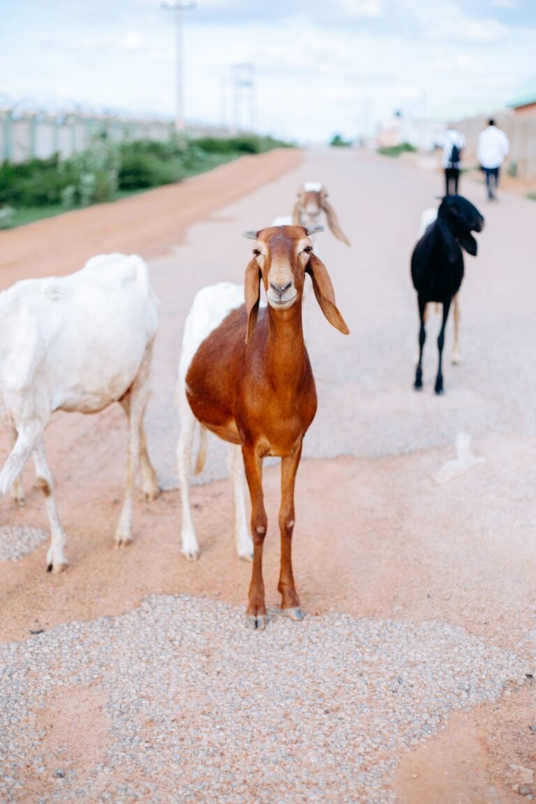 Kalahari Red Goats in South Africa: A Complete Farmer’s Guide