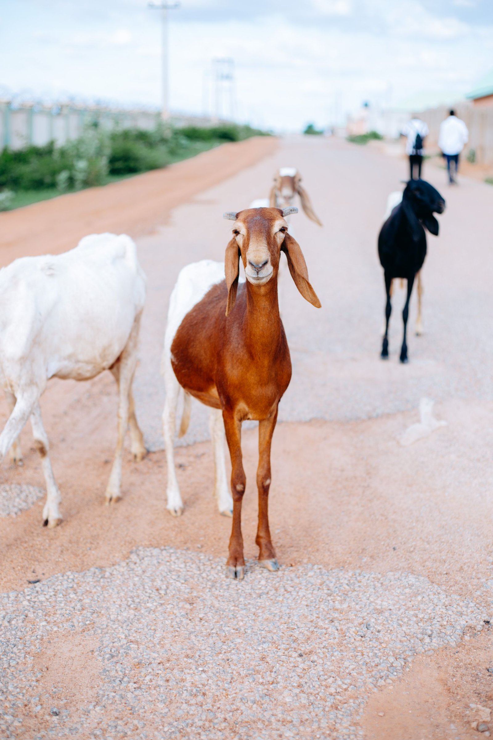 Kalahari Red Goats in South Africa: A Complete Farmer’s Guide