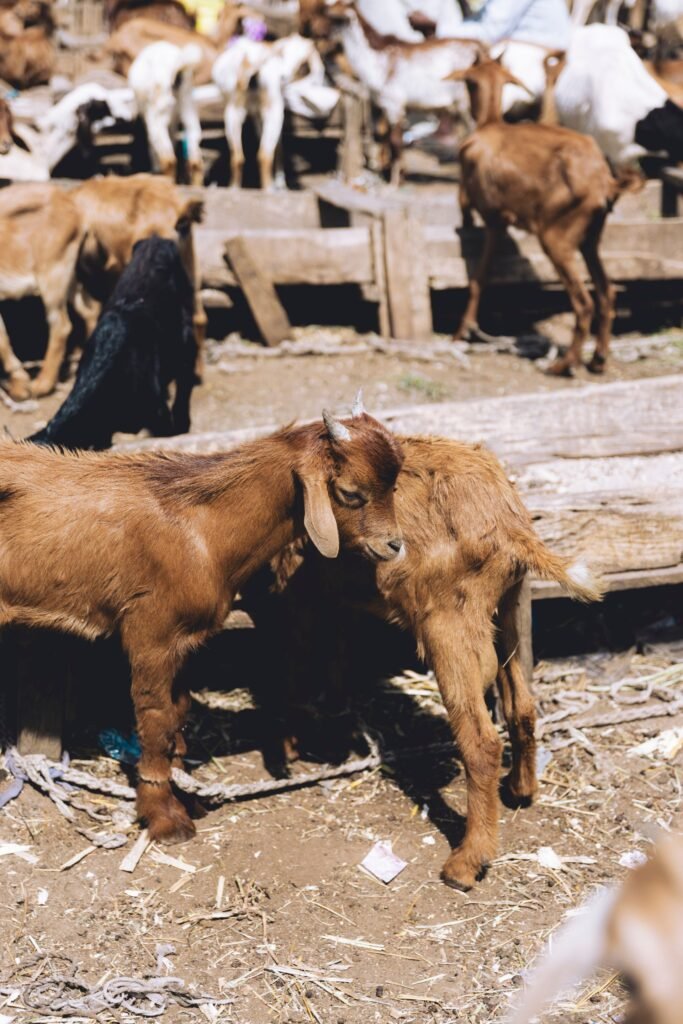 Kalahari Red goats: young red goat kids standing together in a kraal