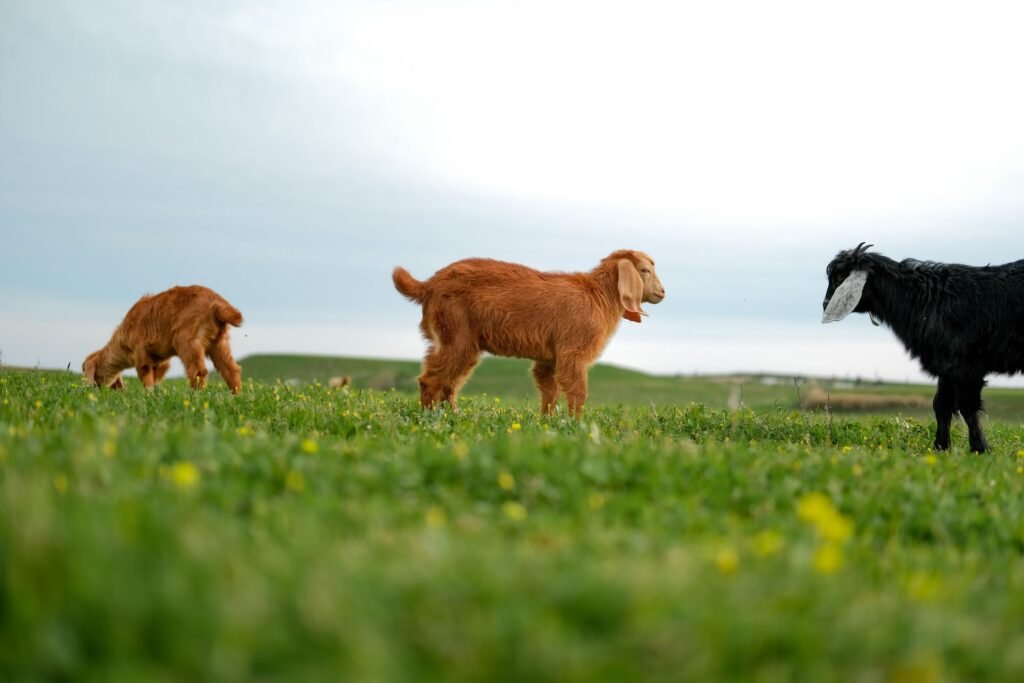 Red-brown goats grazing on green pasture on a South African farm