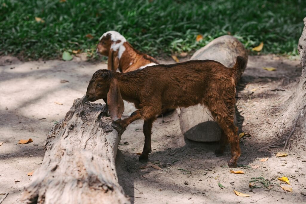 Two young brown goat kids playing near a log on a farm
