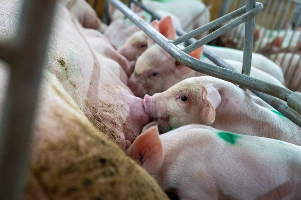 Large White piglets suckling a sow in a farrowing pen