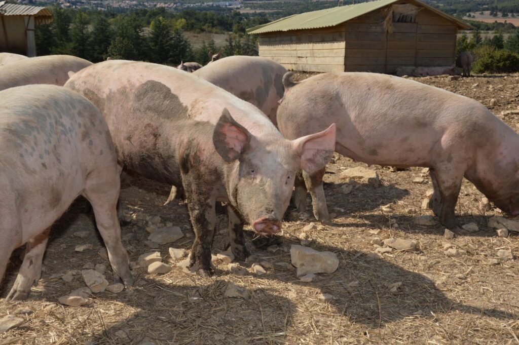 Large White pigs in South Africa standing outdoors in a farm yard