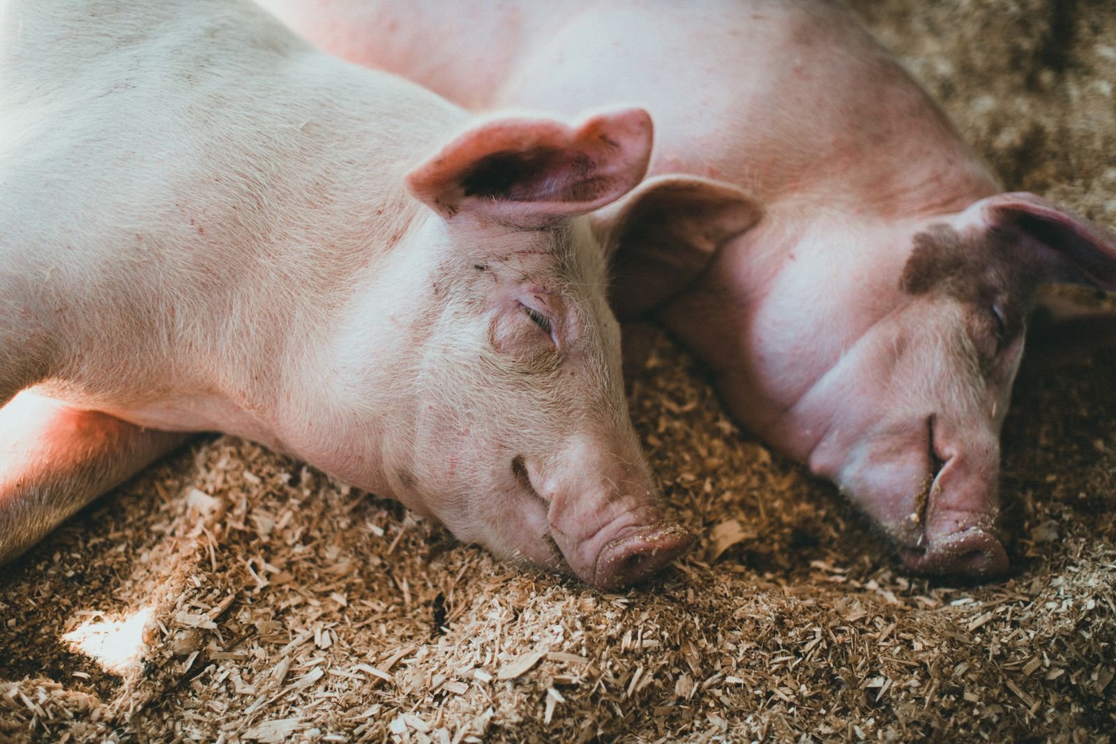 Large White Pigs in South Africa: A Complete Breed Guide