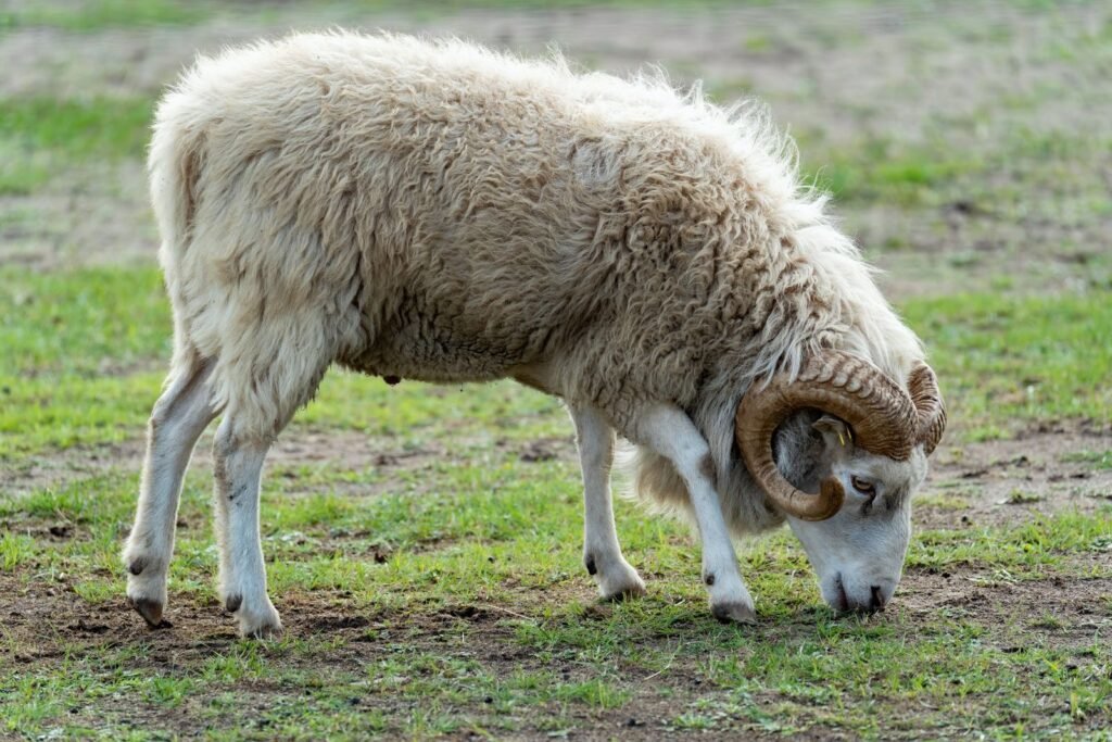 Mature ram grazing, ready for the sheep breeding season