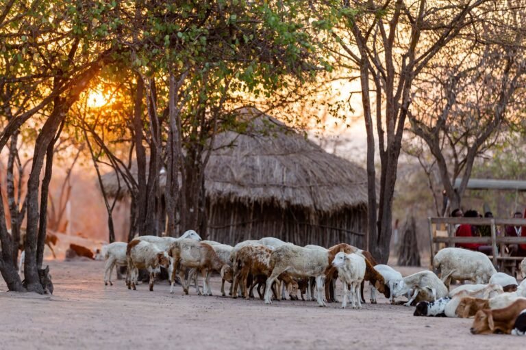 Meatmaster Sheep in South Africa: A Complete Farmer’s Guide