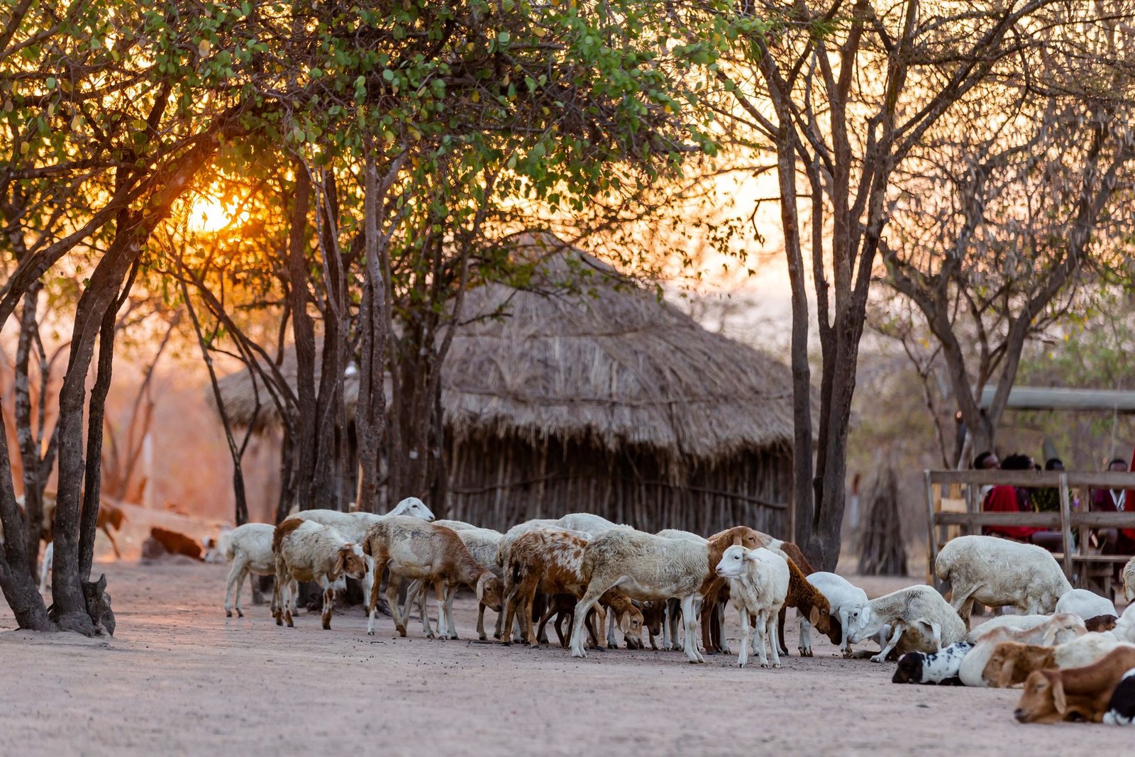 Meatmaster Sheep in South Africa: A Complete Farmer’s Guide