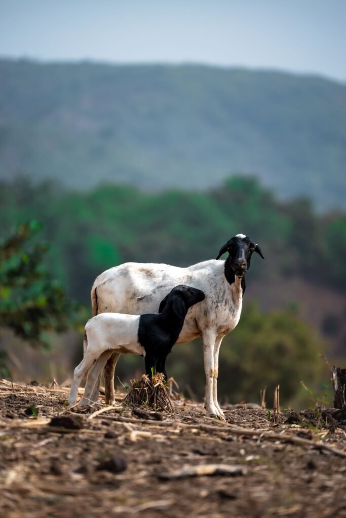Meatmaster sheep: a white hair-type ewe with a black head and her lamb on dry veld