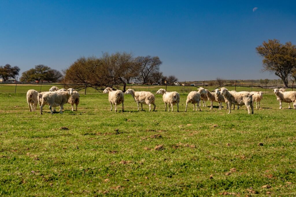 A flock of sheep grazing on a farm in South Africa on a sunny day