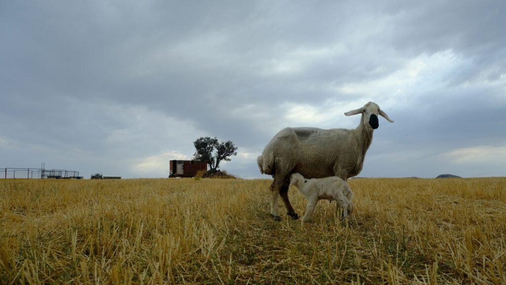 A ewe and her young lamb standing in dry winter grass on a South African farm