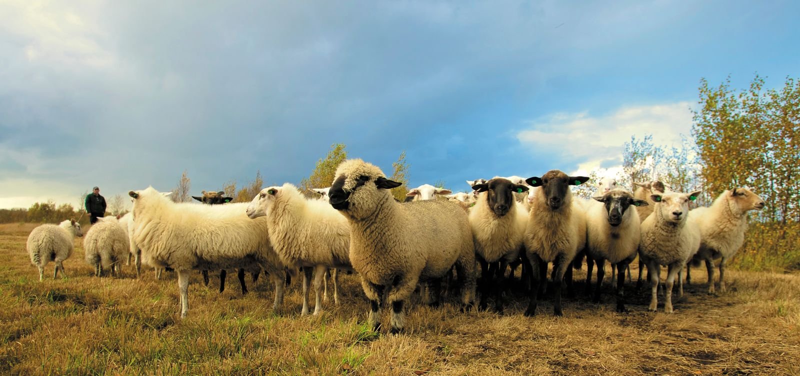 Merino Sheep in South Africa: A Complete Breed Guide
