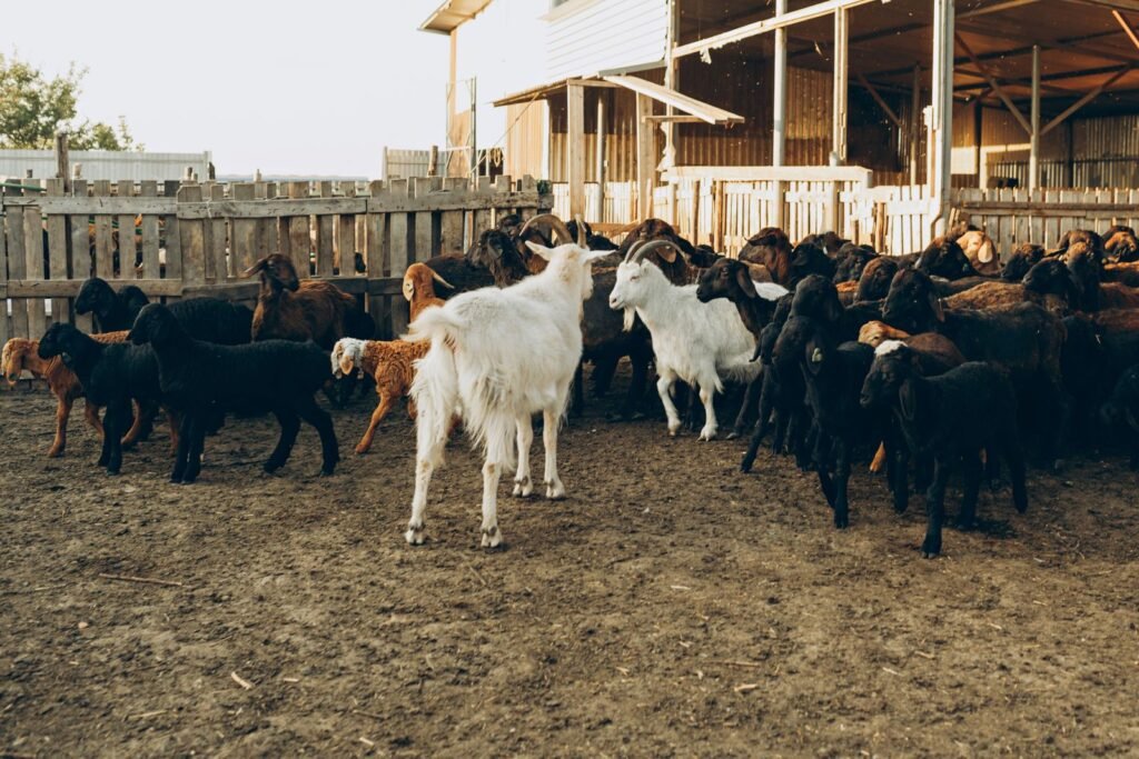 Mixed herd of goats in a kraal at a goat farm