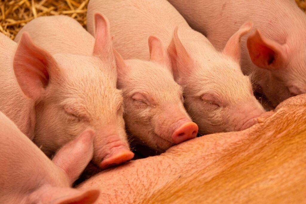 Newborn piglets suckling colostrum after farrowing