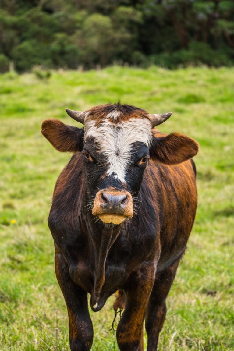 Nguni Cattle Prices in South Africa: What Buyers Pay in 2026