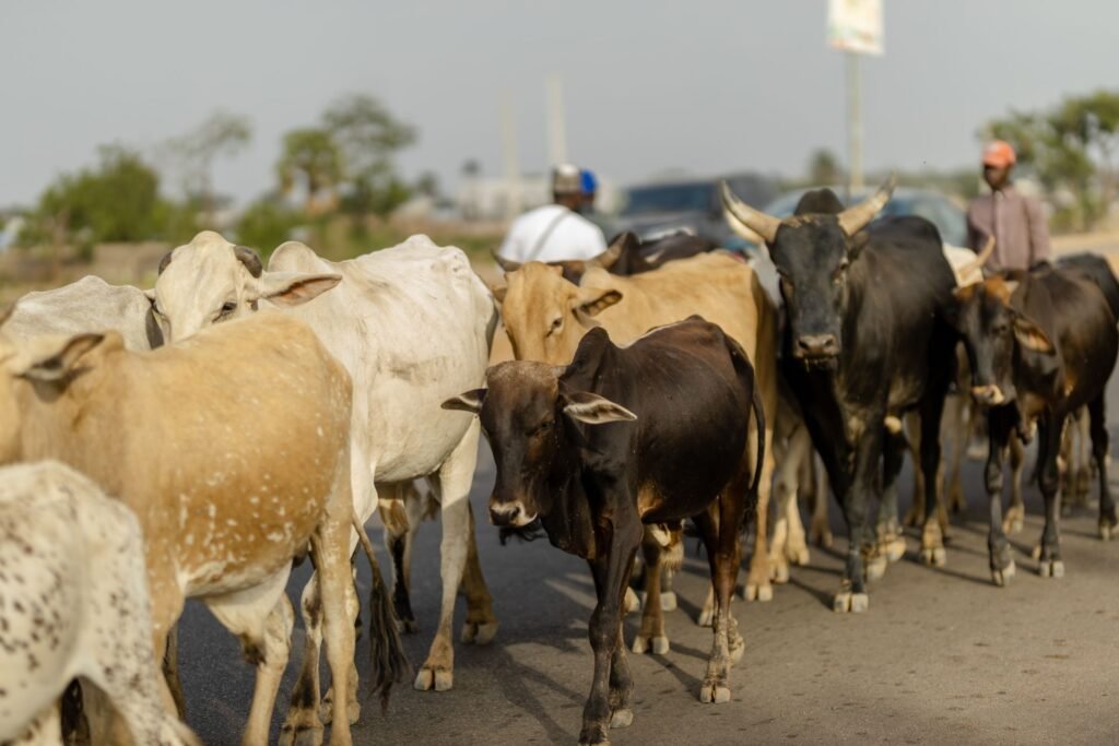 Nguni cattle prices: a herd of speckled African cattle walking along a road
