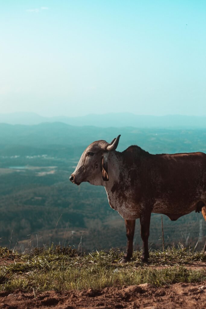 An indigenous African bull with a patterned coat standing on a hilltop in the veld