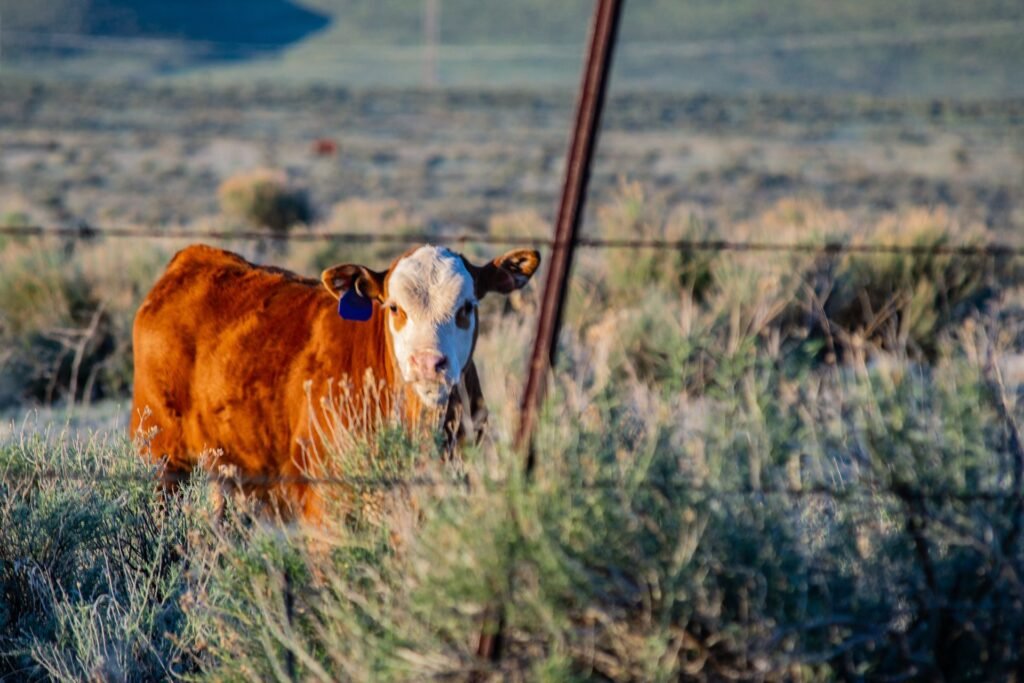 A young calf standing by a fence in dry South African veld